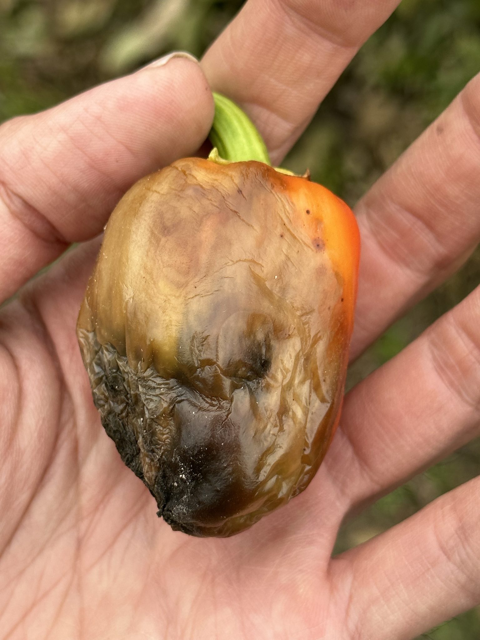 Phytophthora capsici