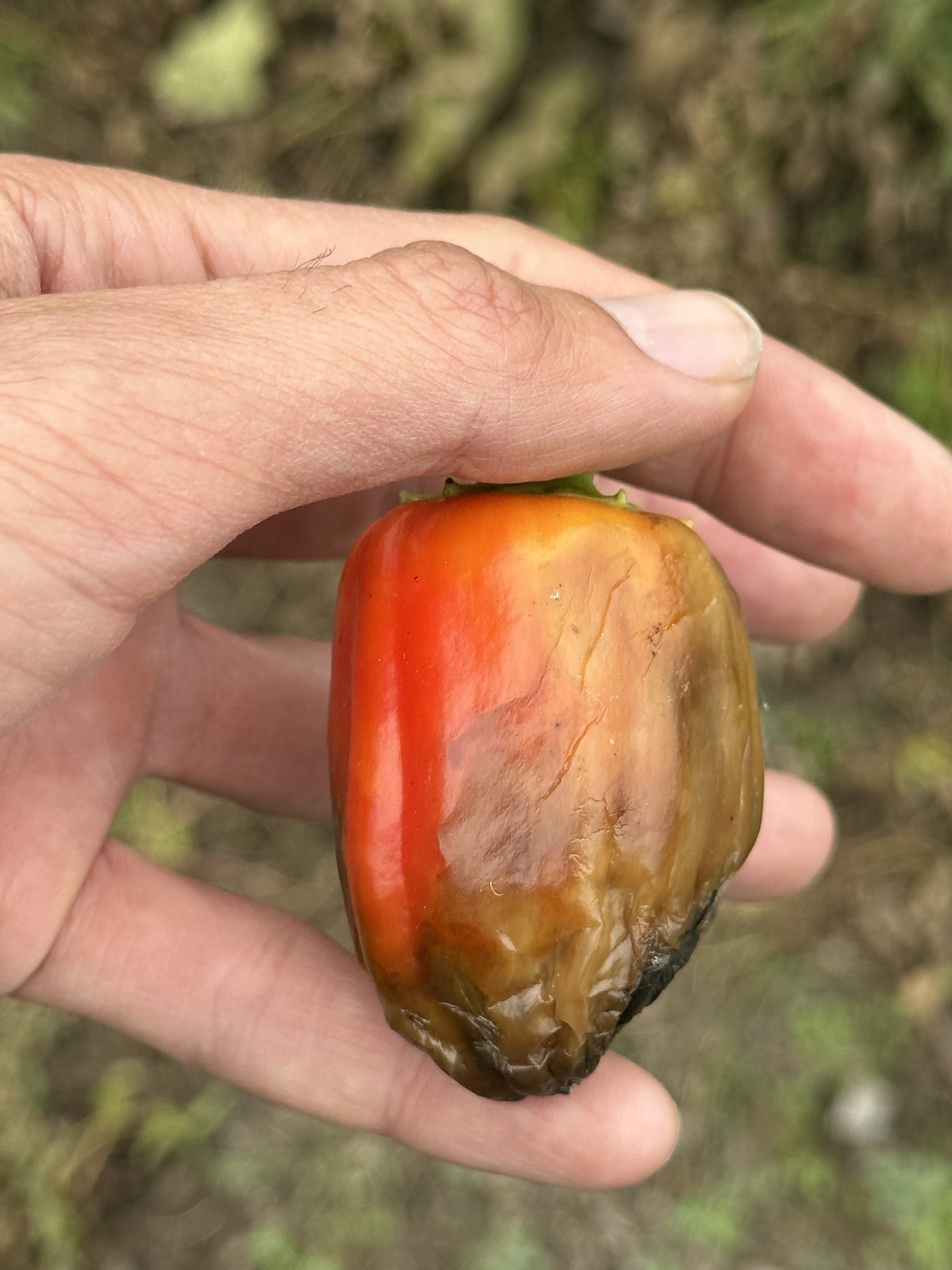 Phytophthora capsici