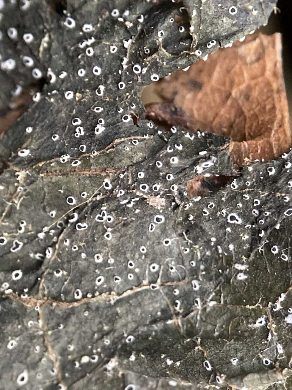 Paramyrothecium roridum