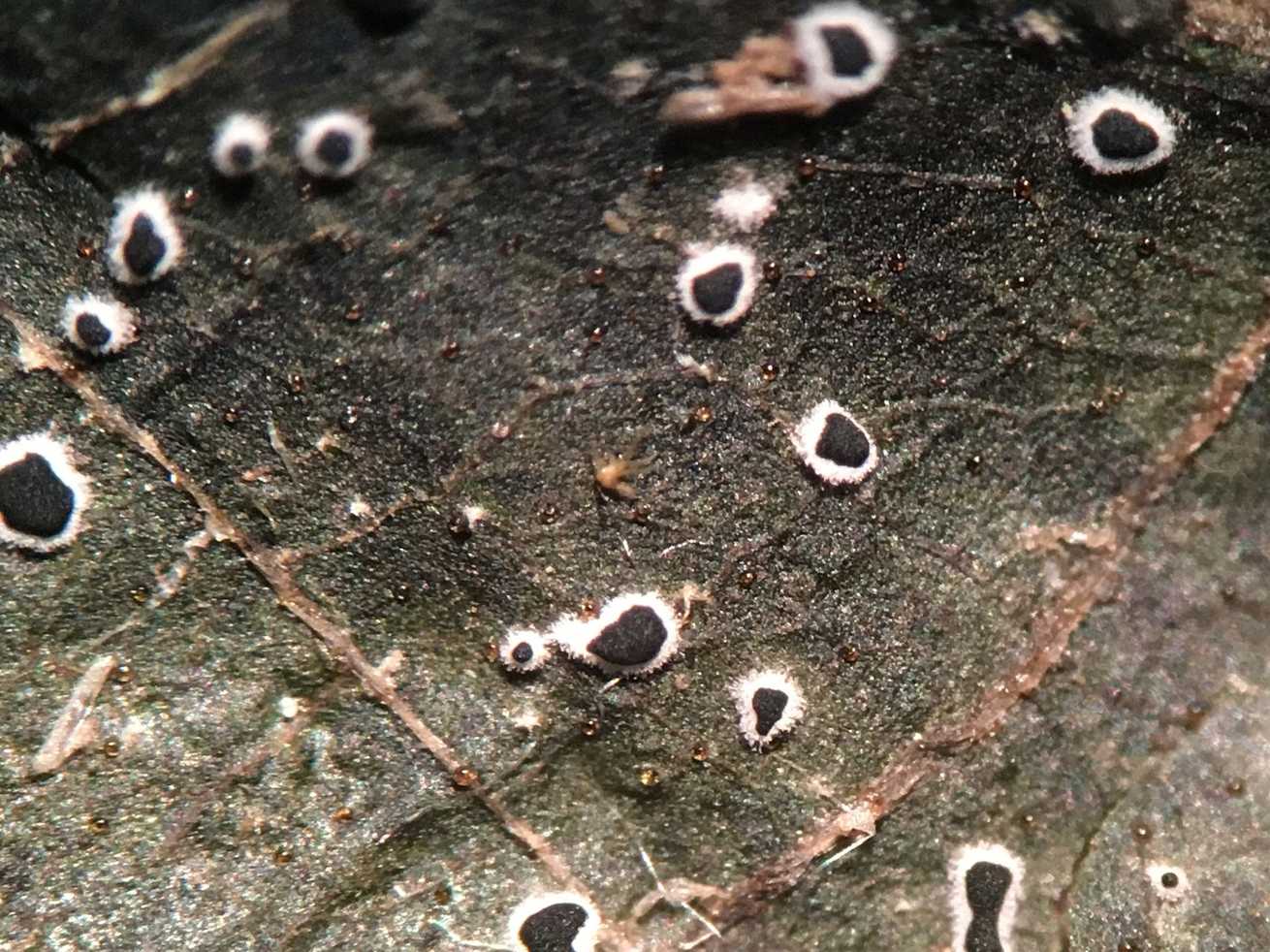 Paramyrothecium roridum