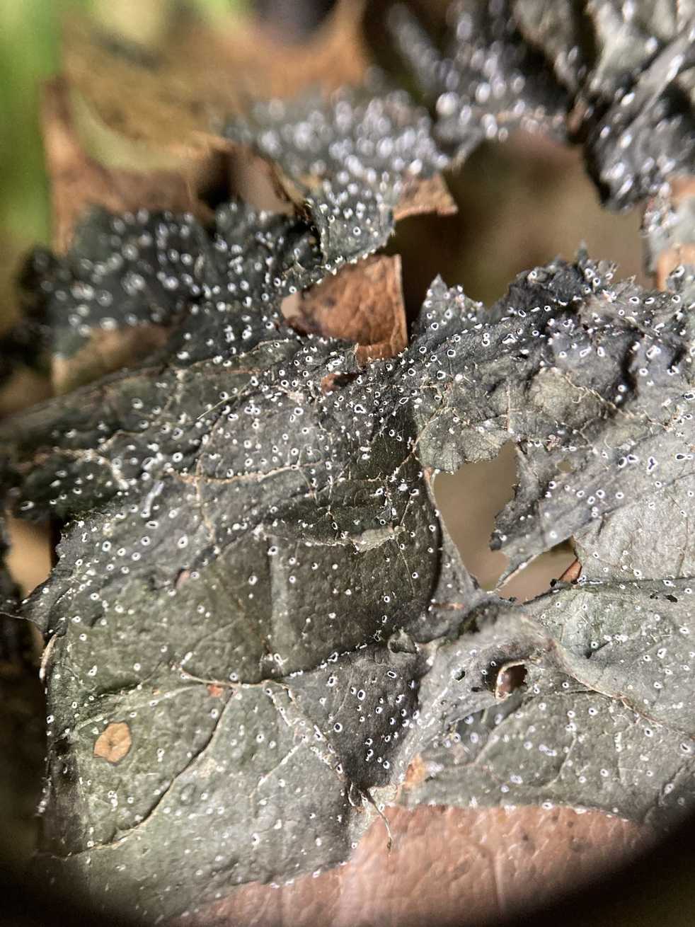 Paramyrothecium roridum