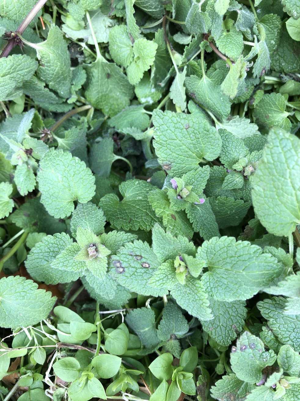 Paramyrothecium roridum