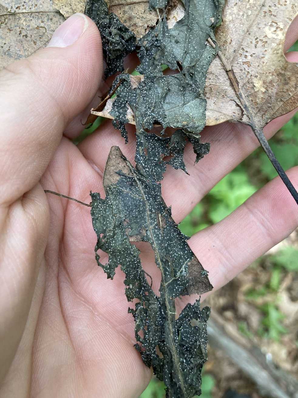 Paramyrothecium roridum