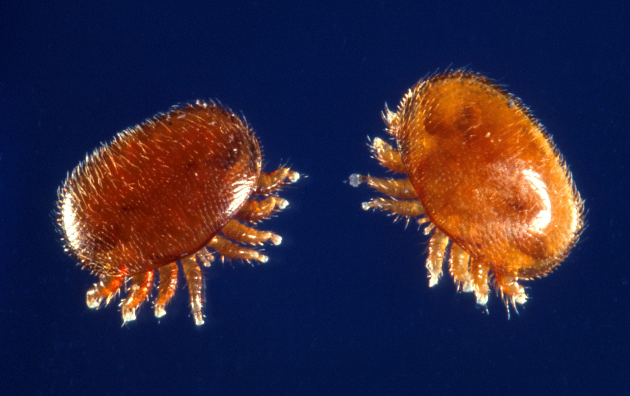 Varroa jacobsoni