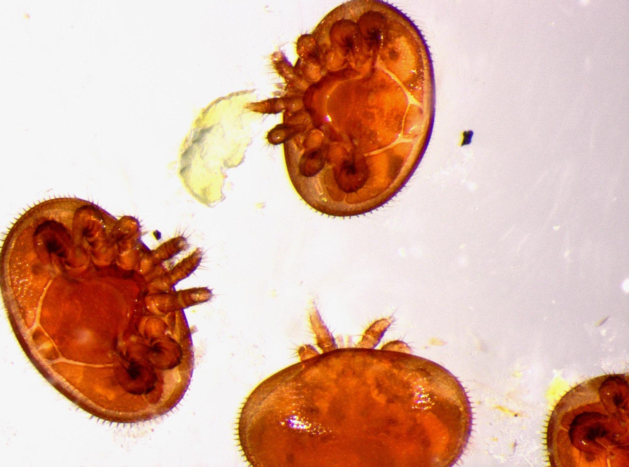 Varroa jacobsoni