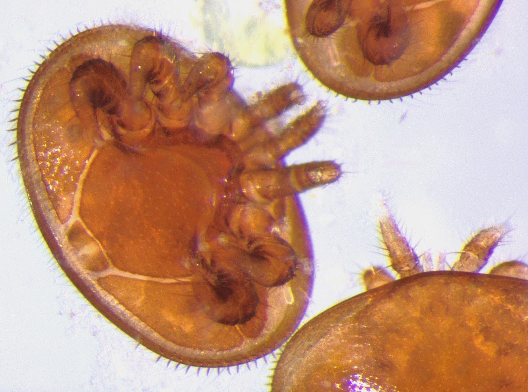 Varroa jacobsoni