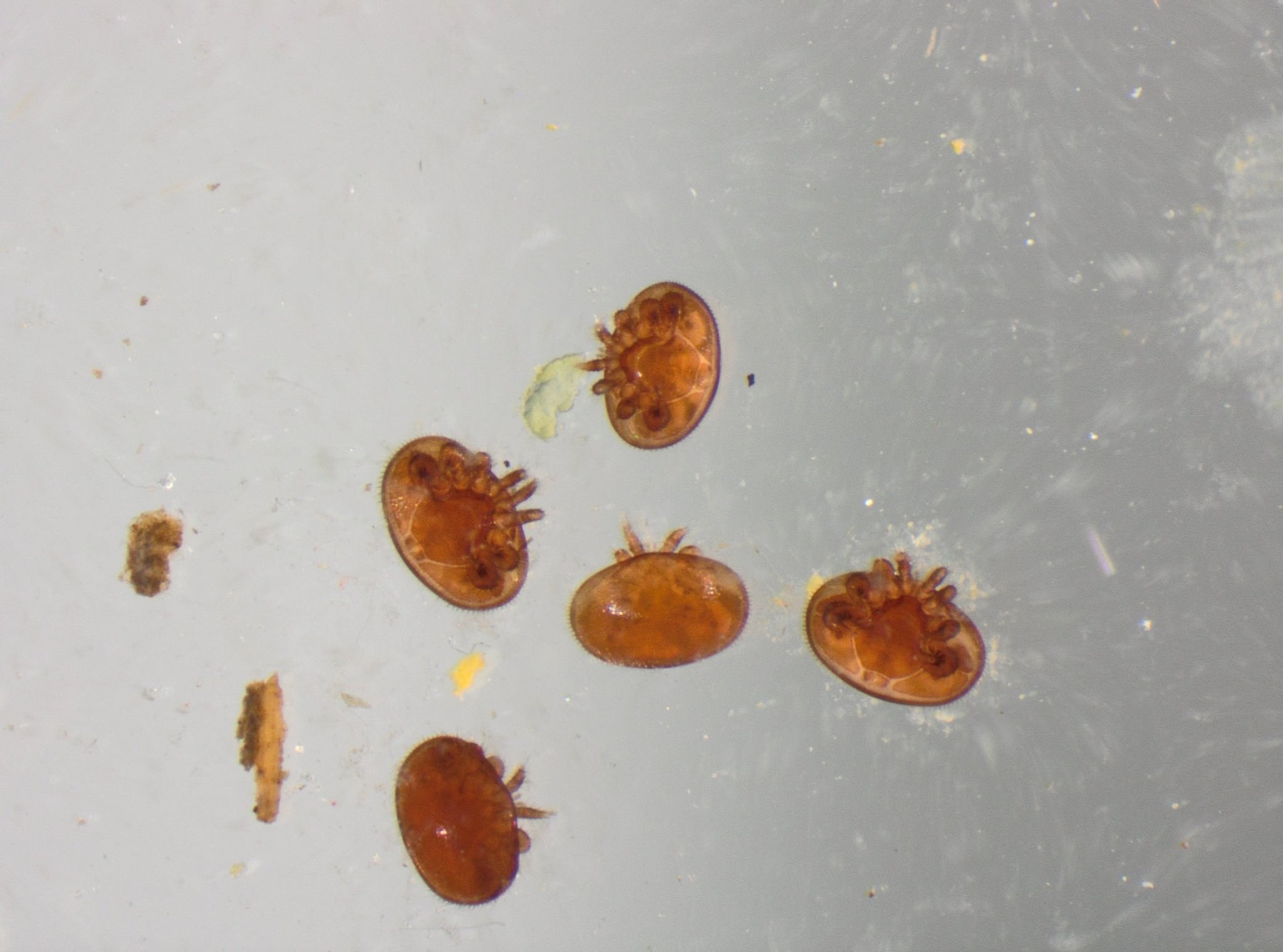 Varroa jacobsoni