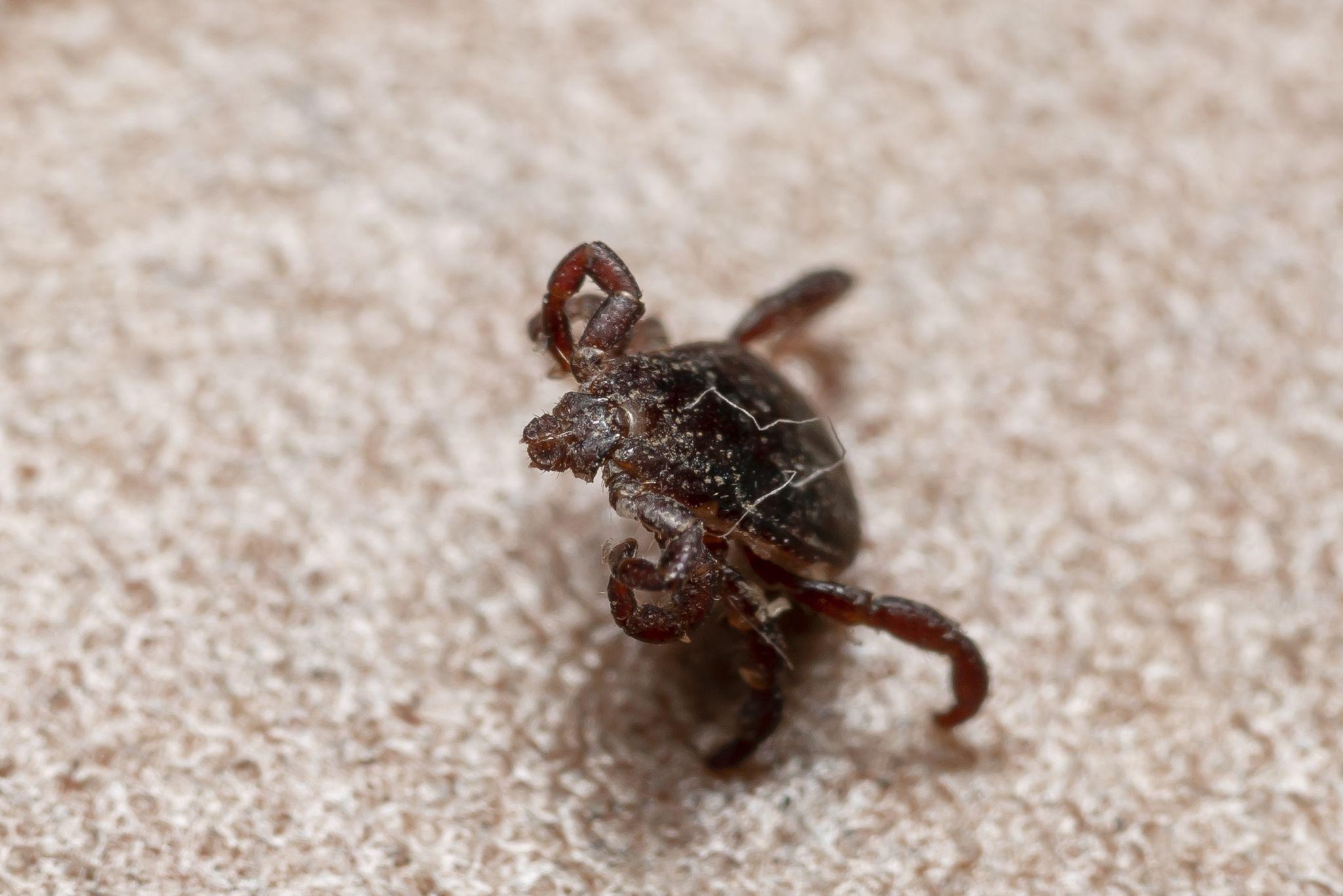 Rhipicephalus turanicus
