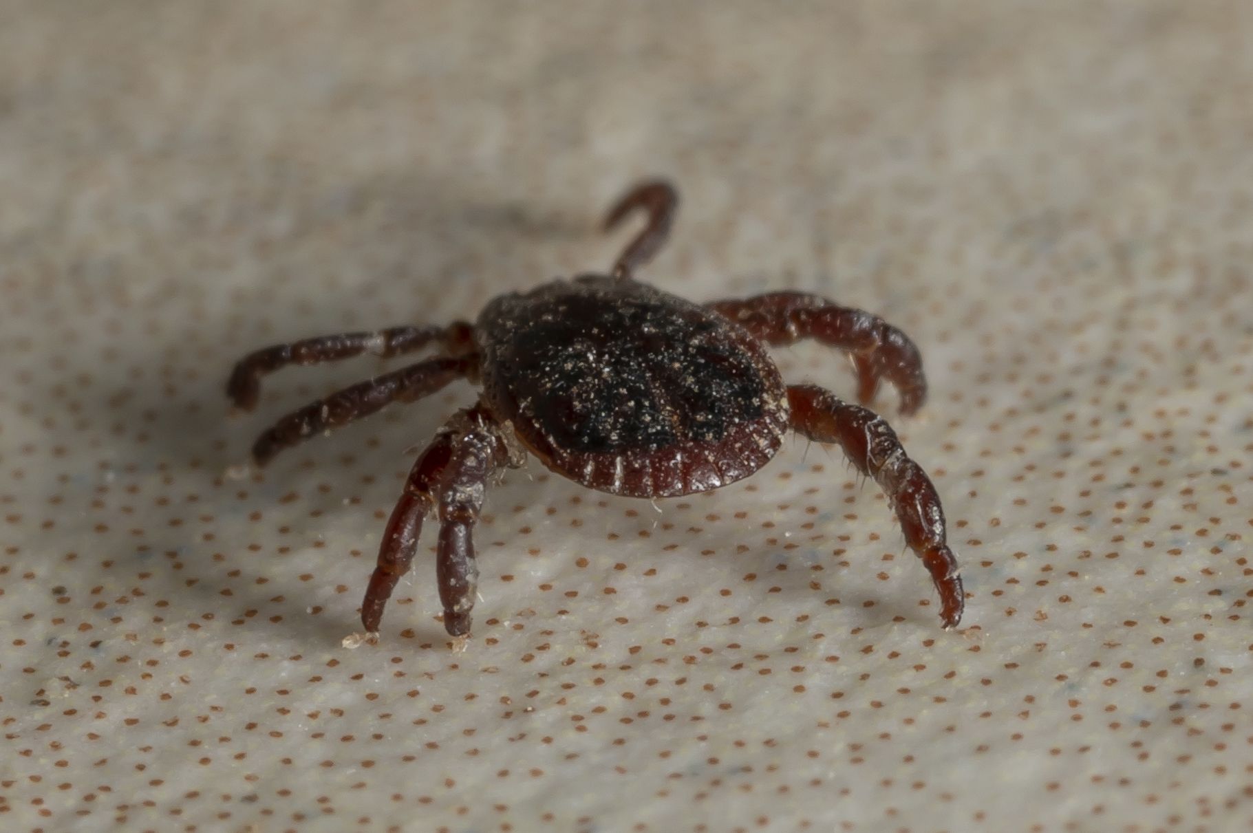 Rhipicephalus turanicus