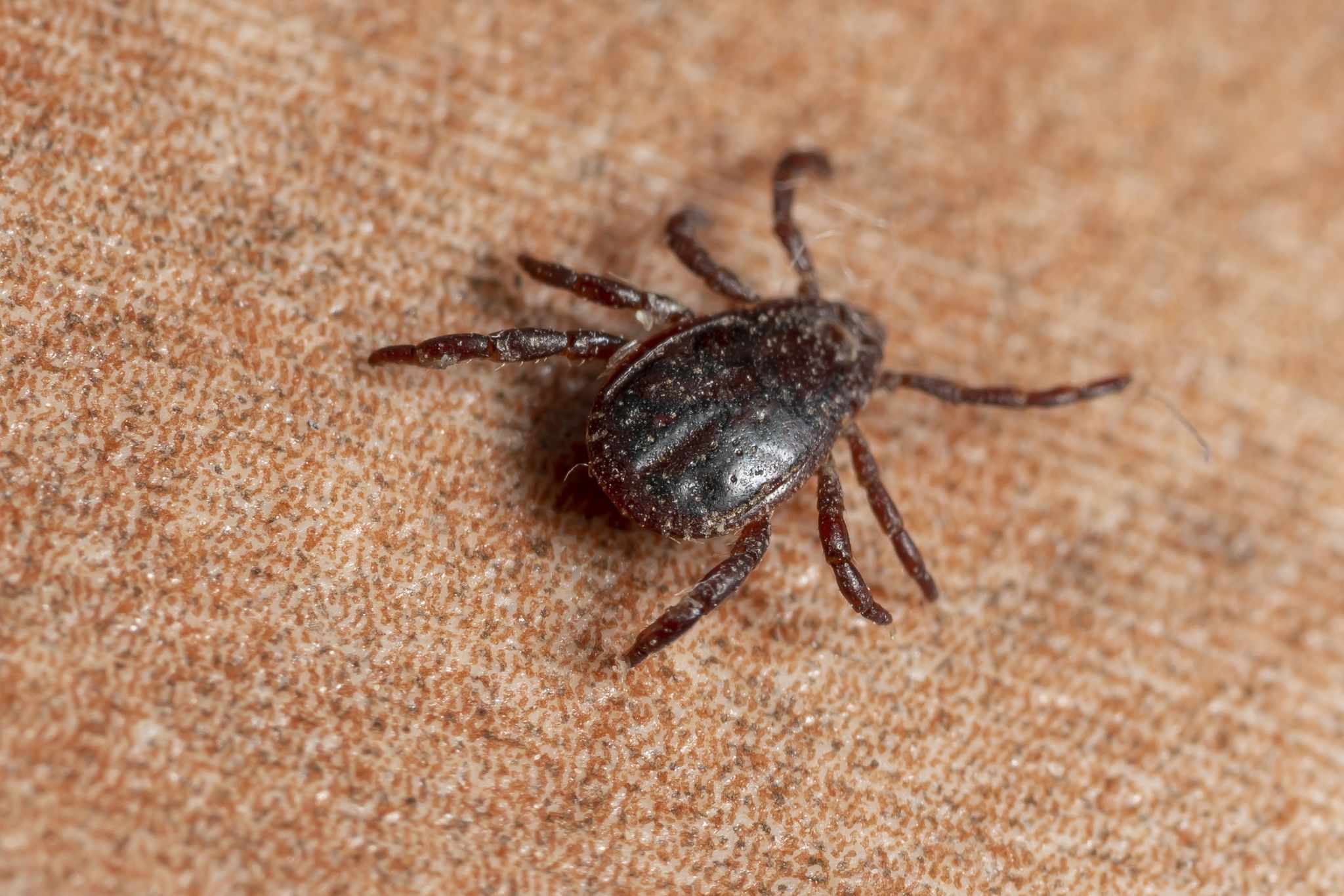 Rhipicephalus turanicus
