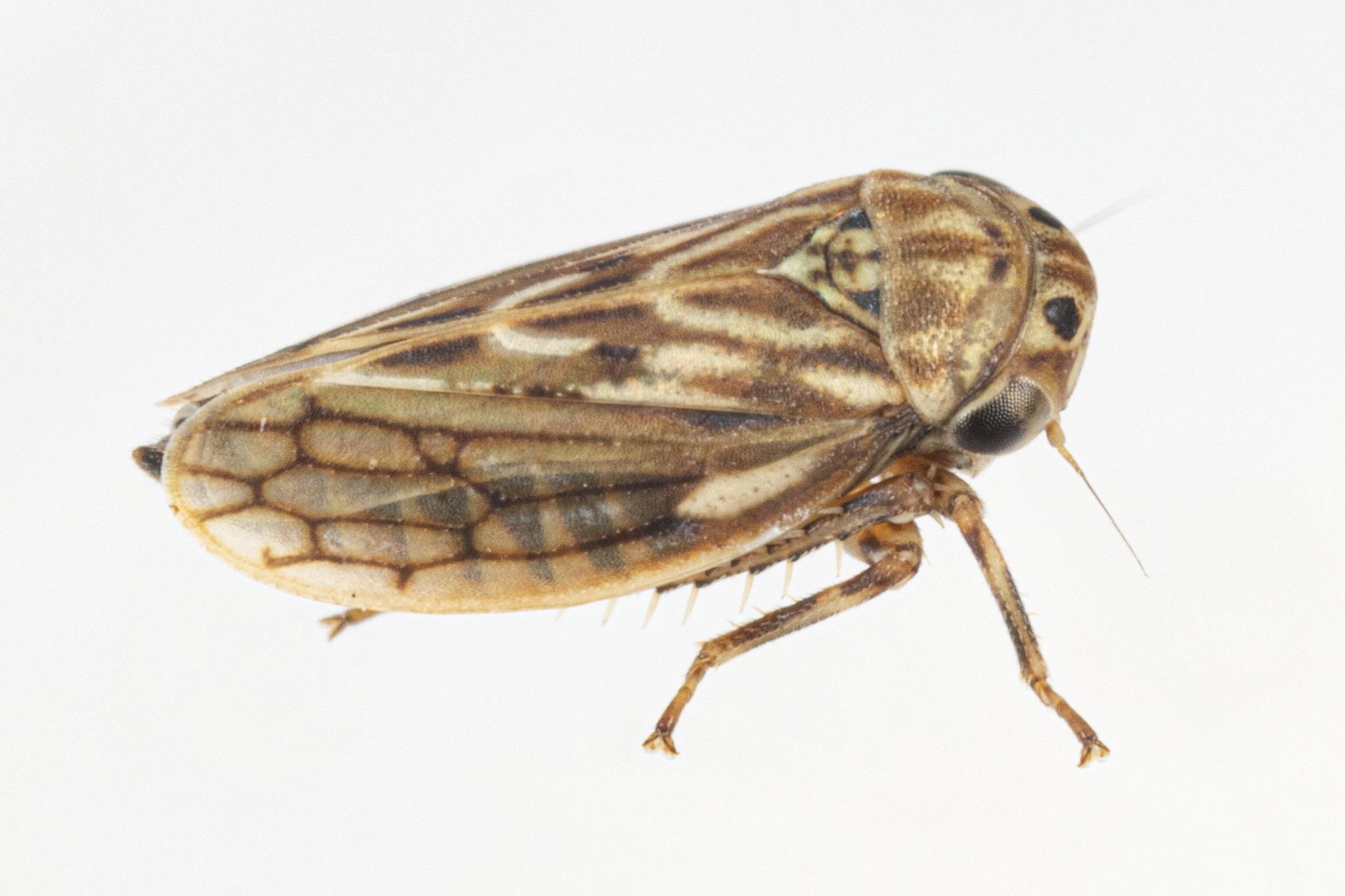 Ceratagallia