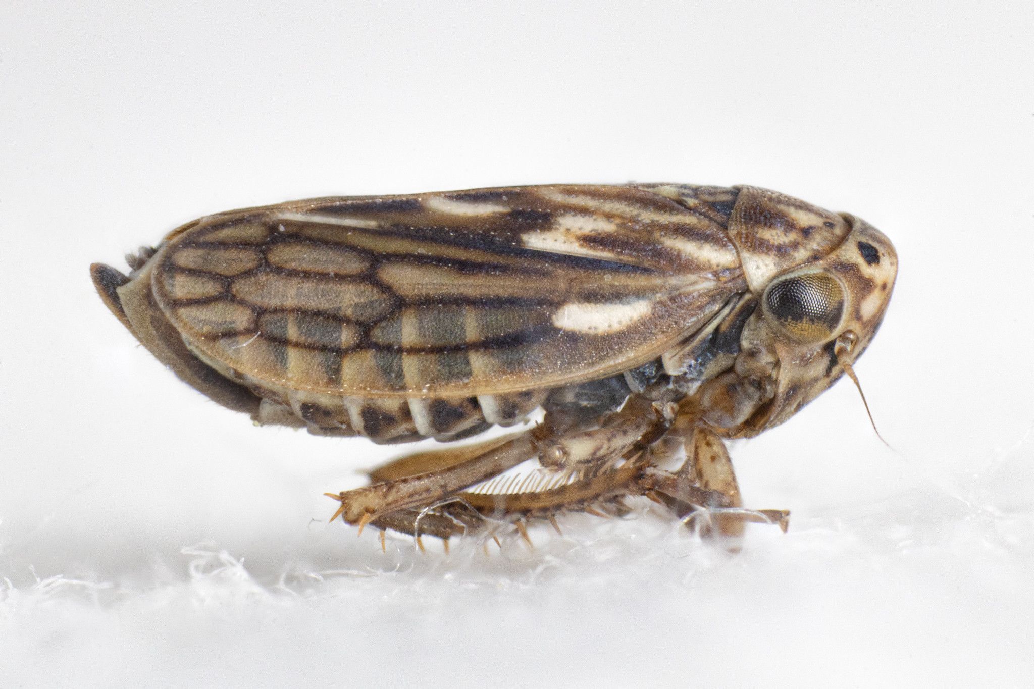 Ceratagallia