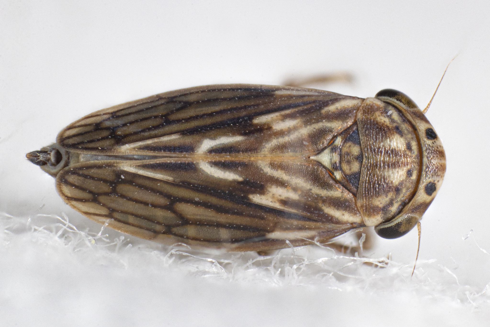 Ceratagallia