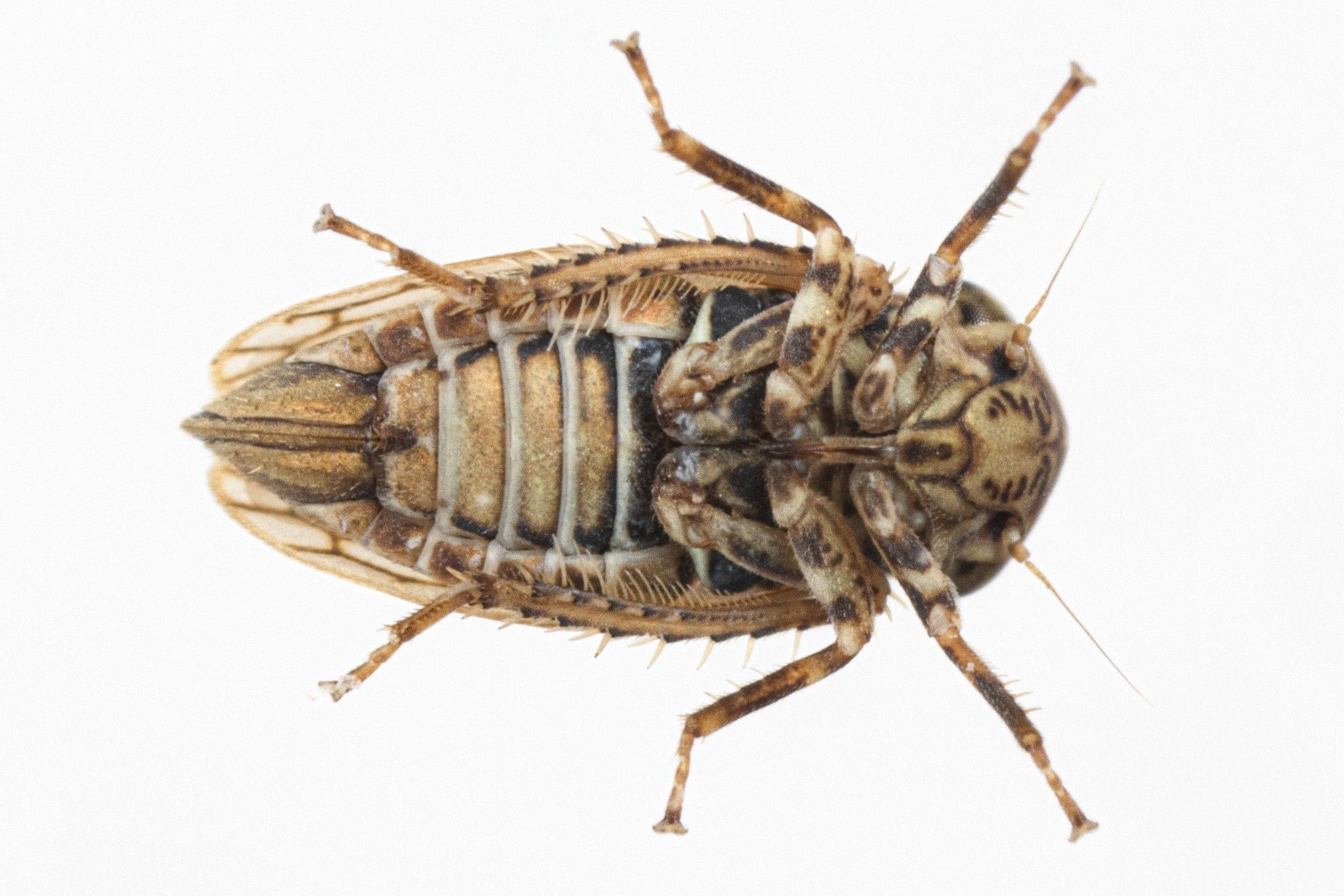 Ceratagallia