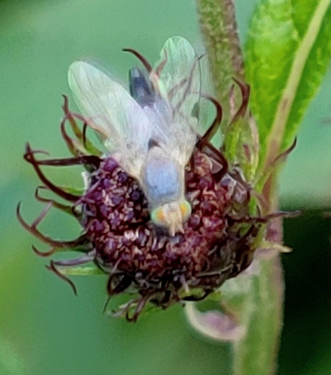 Neaspilota alba
