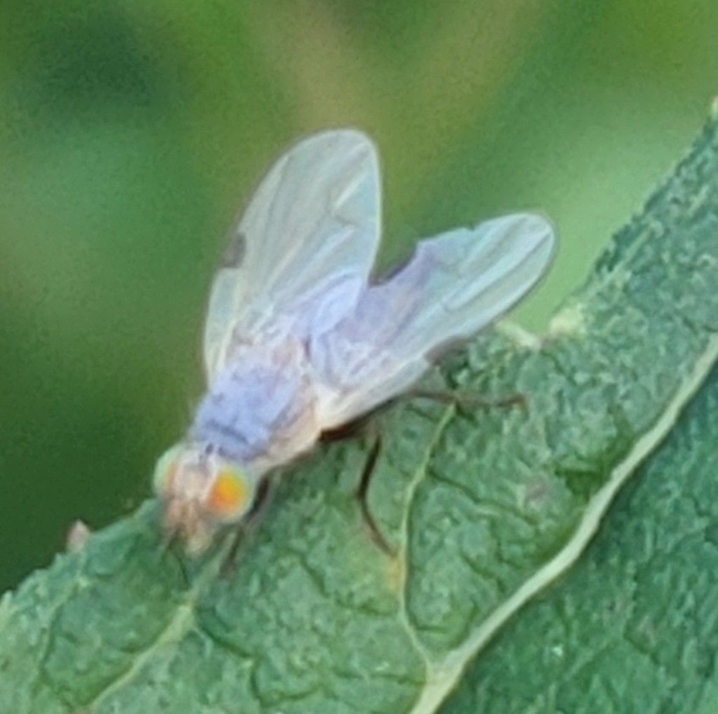 Neaspilota alba
