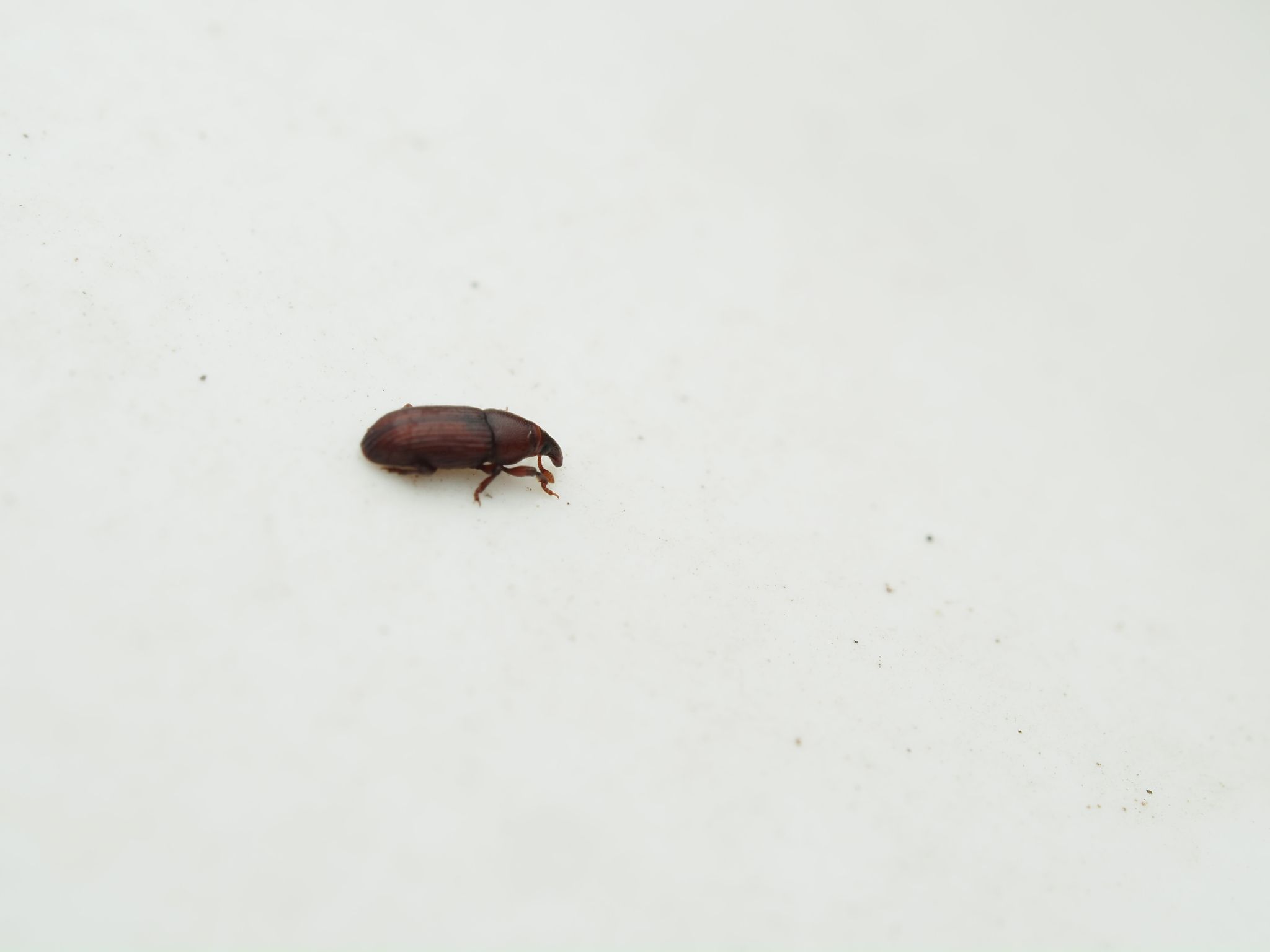 Caulophilus oryzae