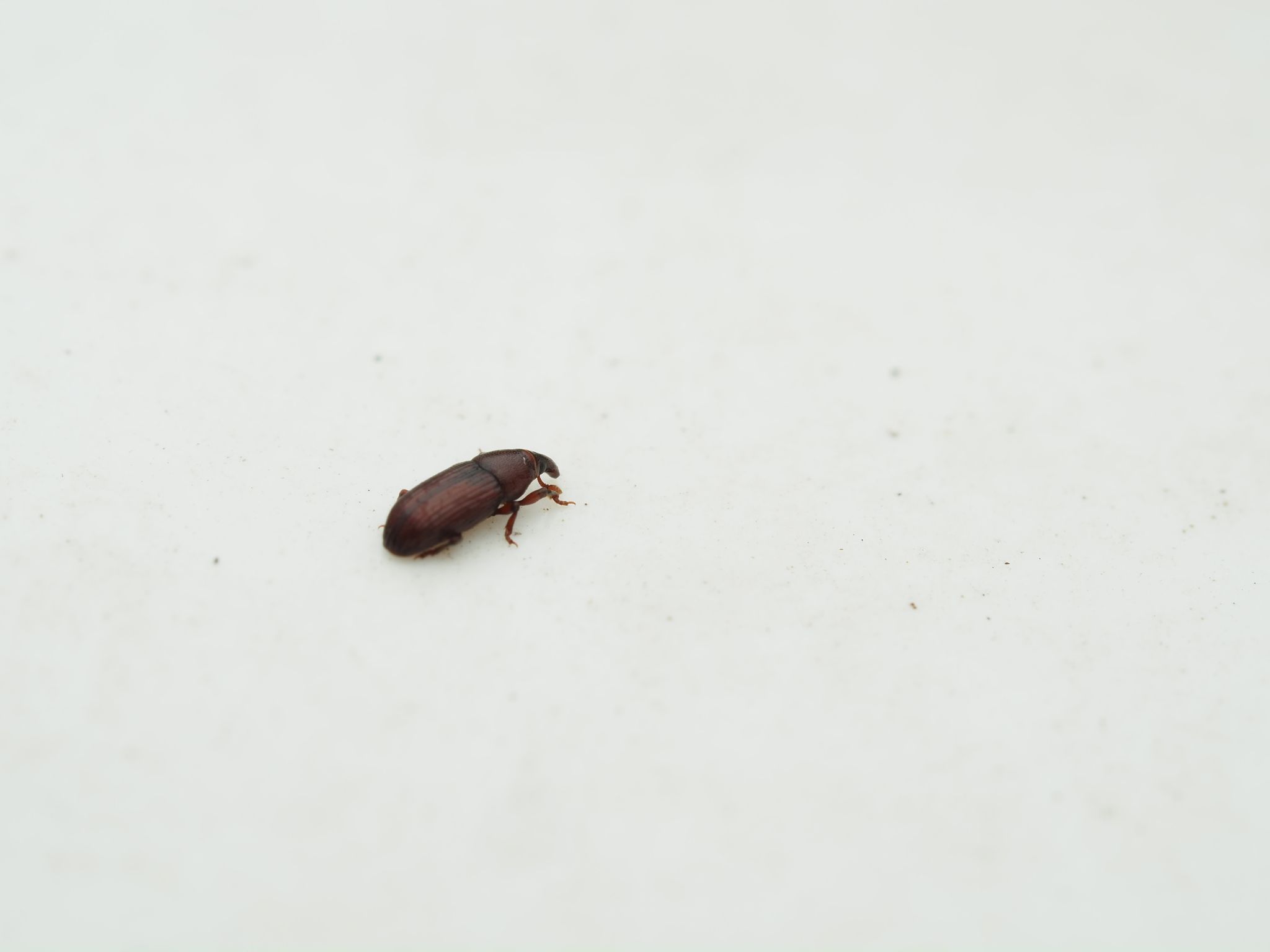 Caulophilus oryzae