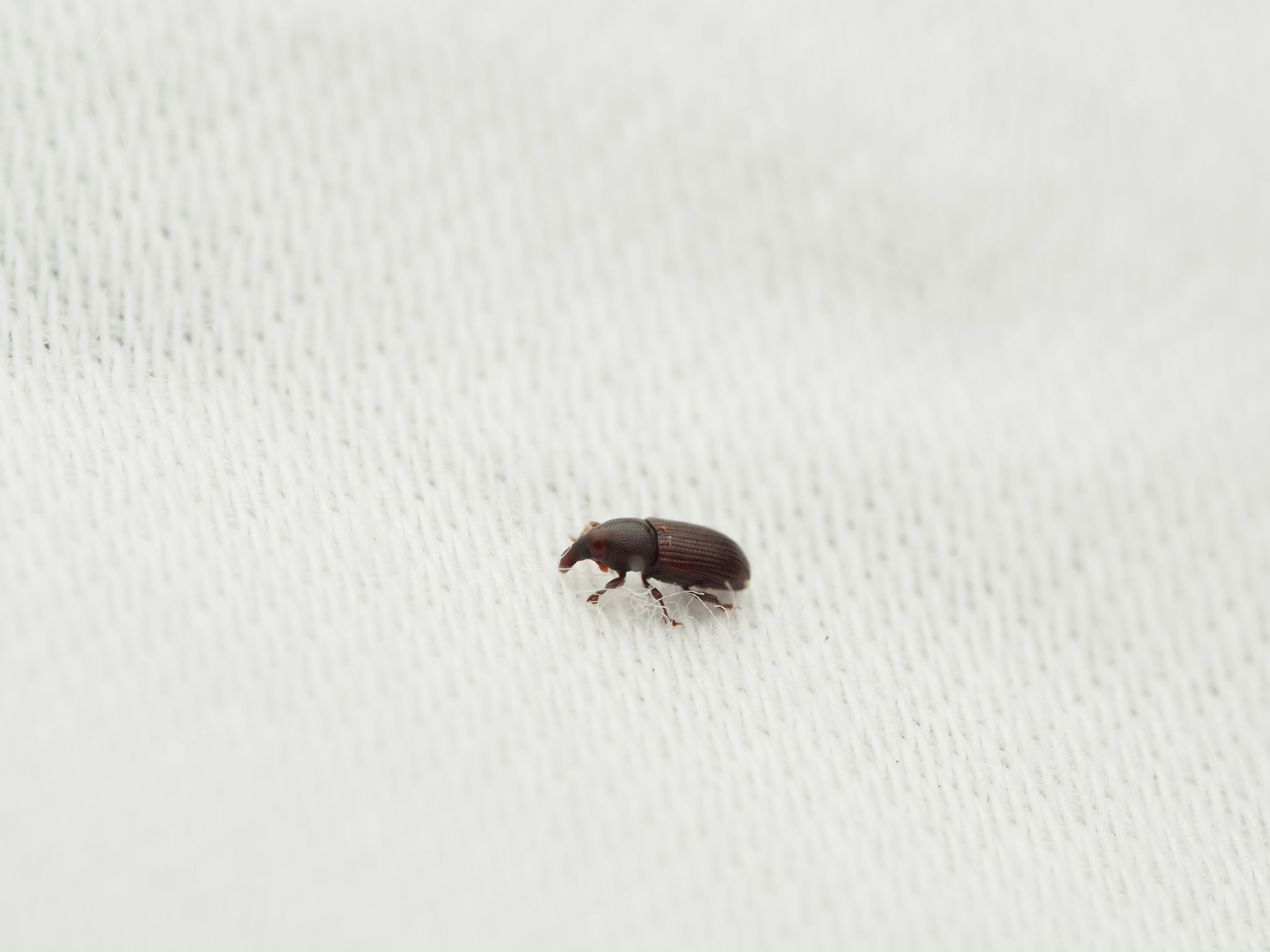 Caulophilus oryzae
