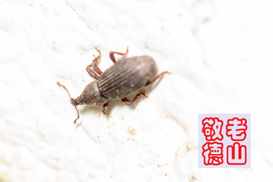 Caulophilus oryzae