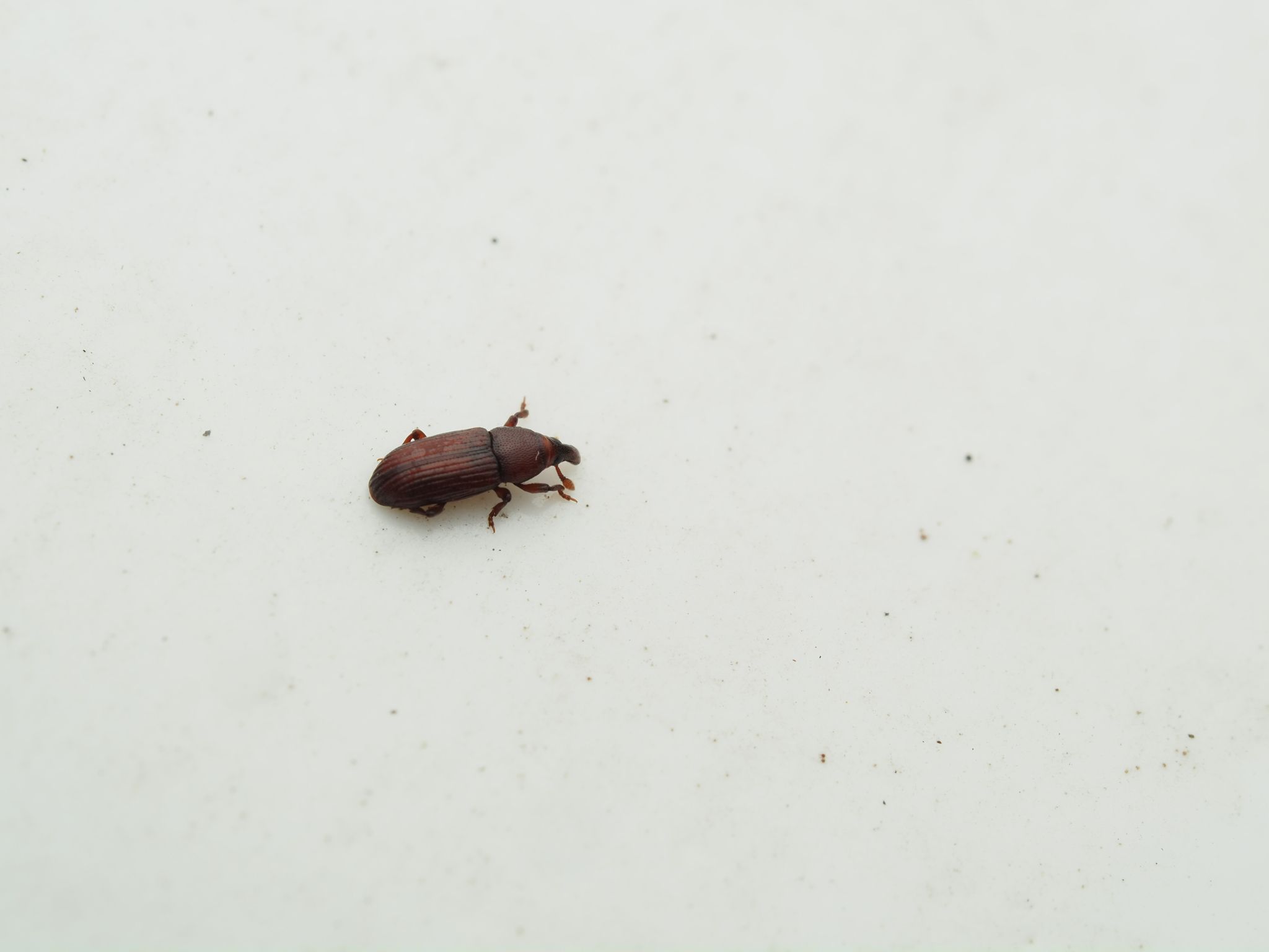 Caulophilus oryzae