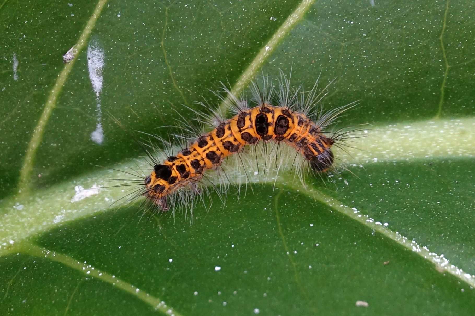 Euproctis fraterna