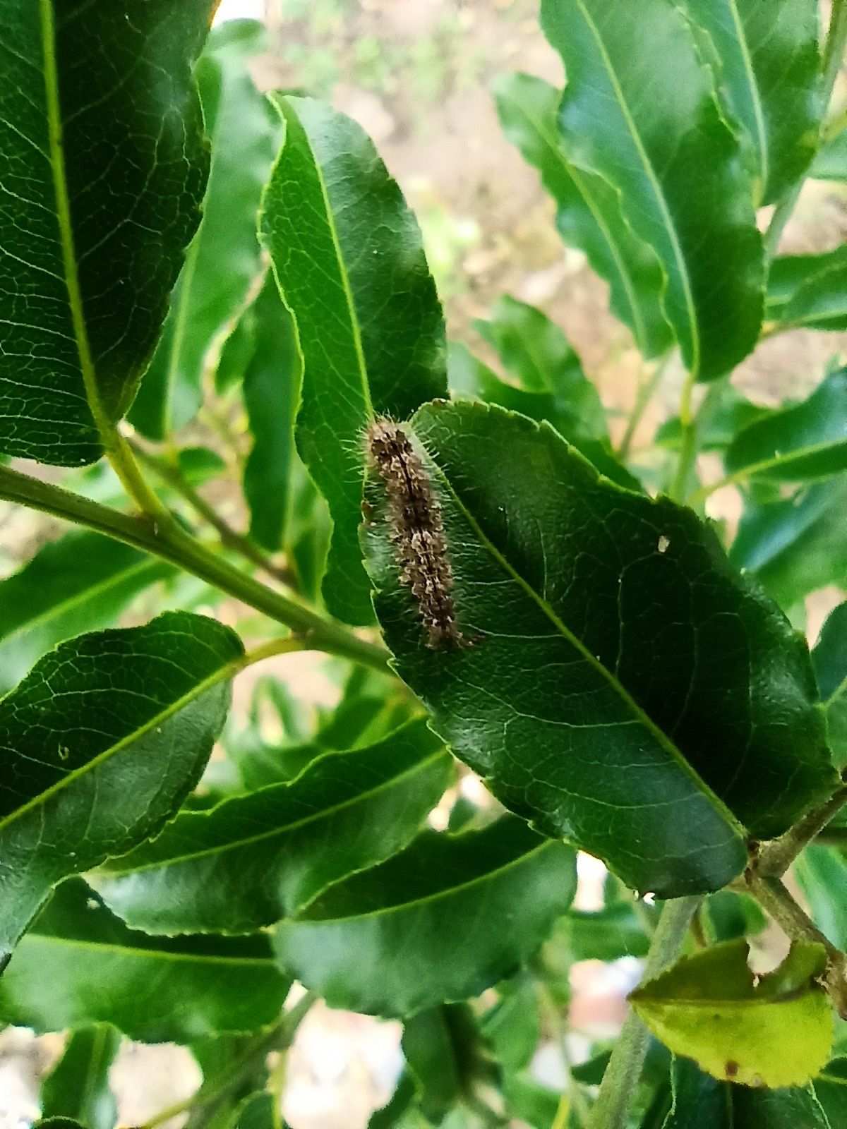 Euproctis fraterna