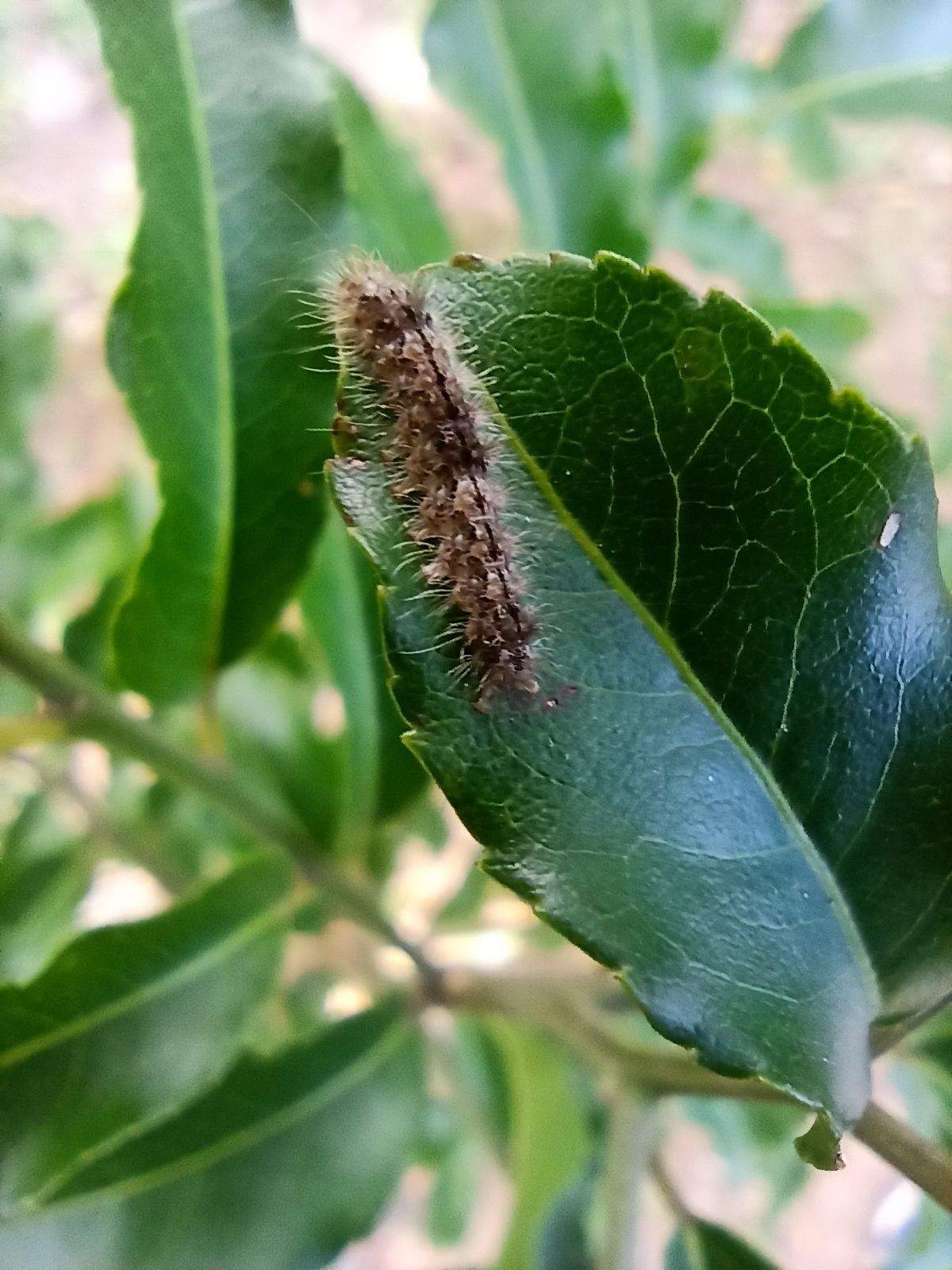 Euproctis fraterna