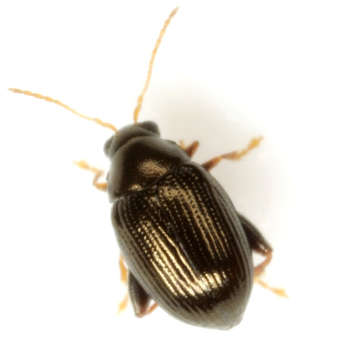 Chaetocnema confinis