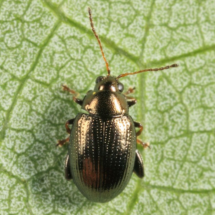 Chaetocnema confinis
