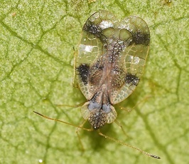 Stephanitis pyrioides