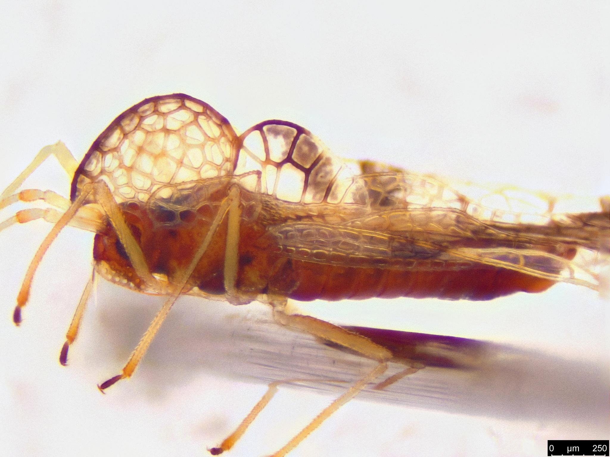 Stephanitis pyrioides