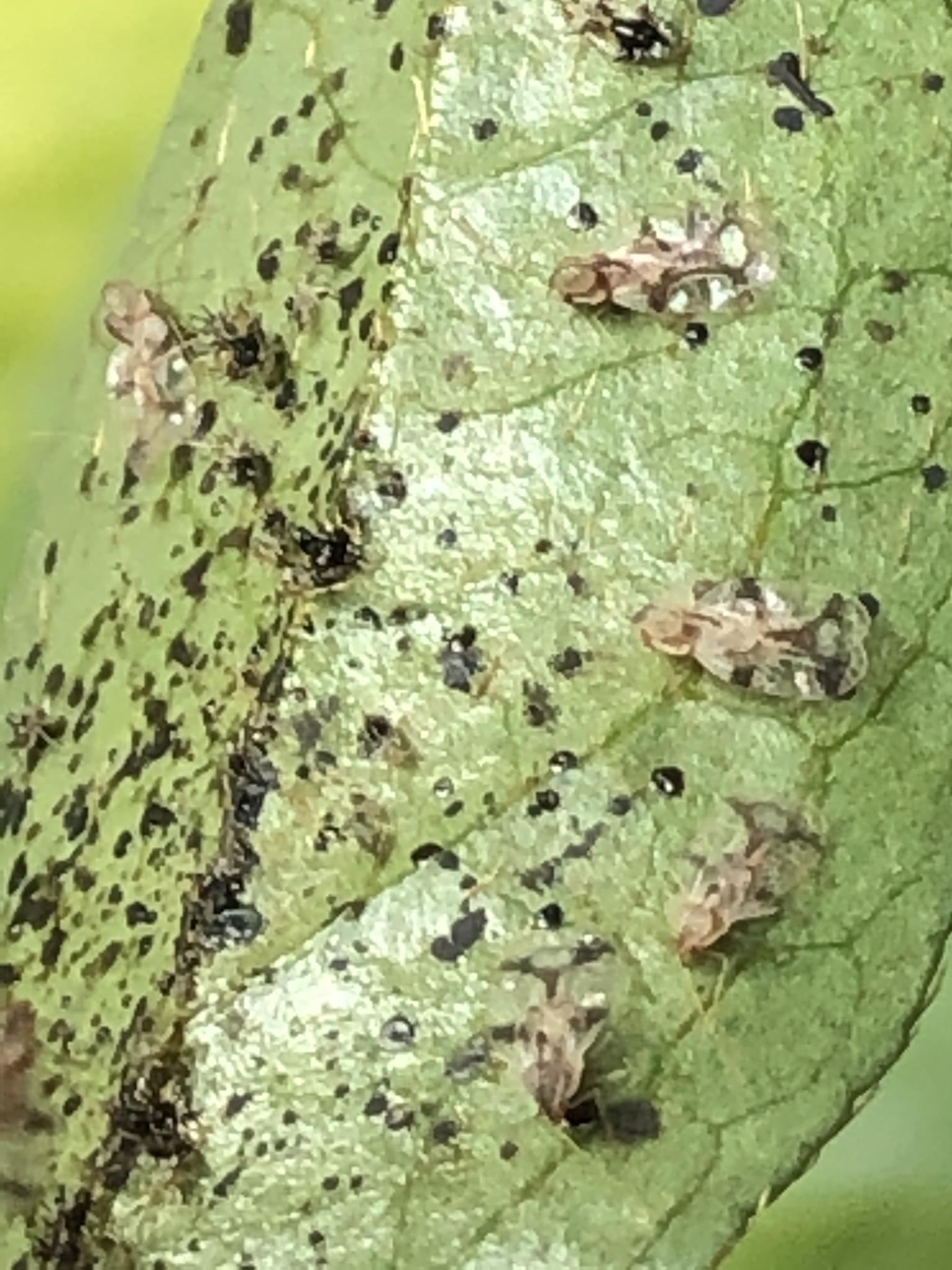 Stephanitis pyrioides