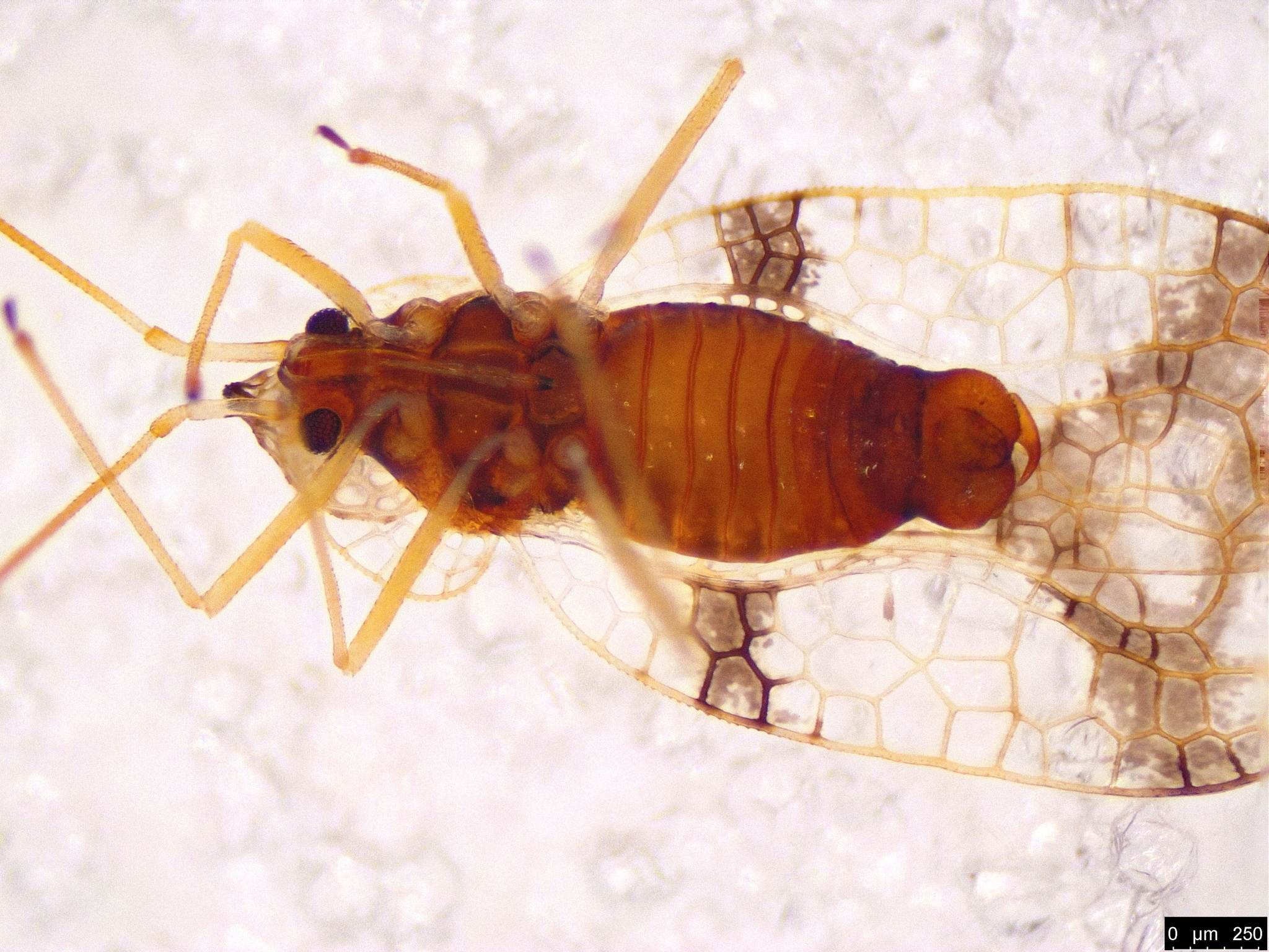Stephanitis pyrioides