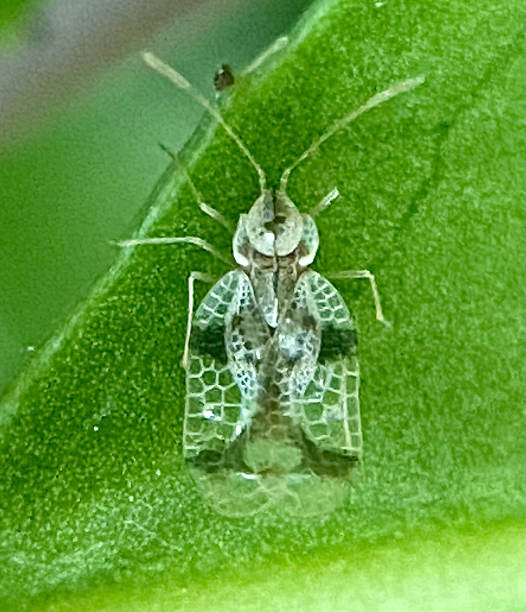 Stephanitis pyrioides
