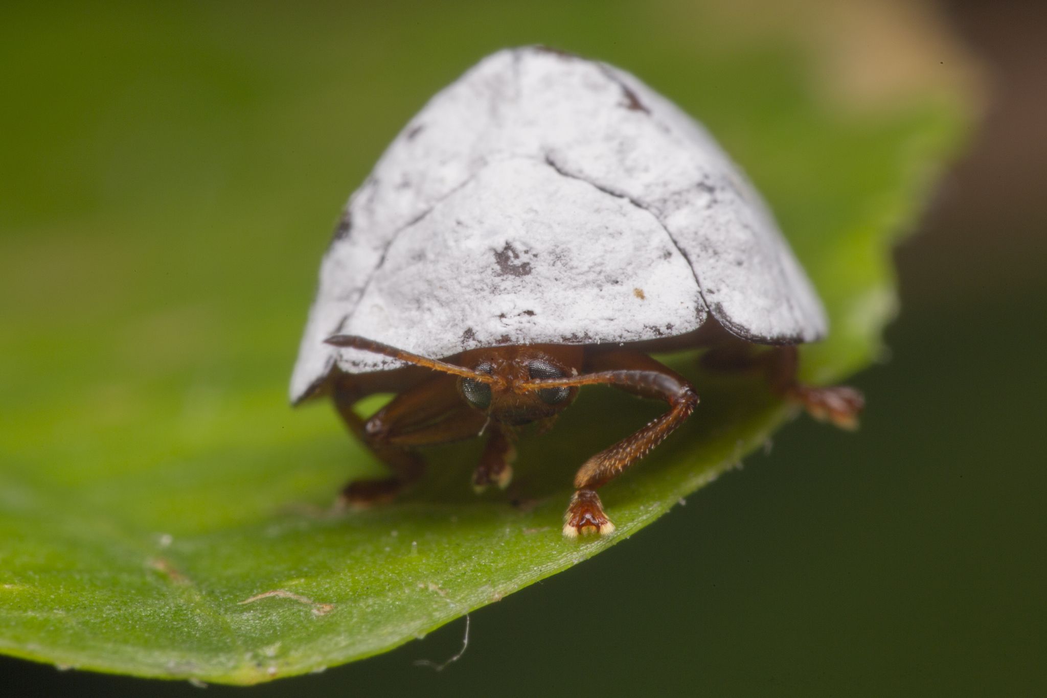 Silana farinosa
