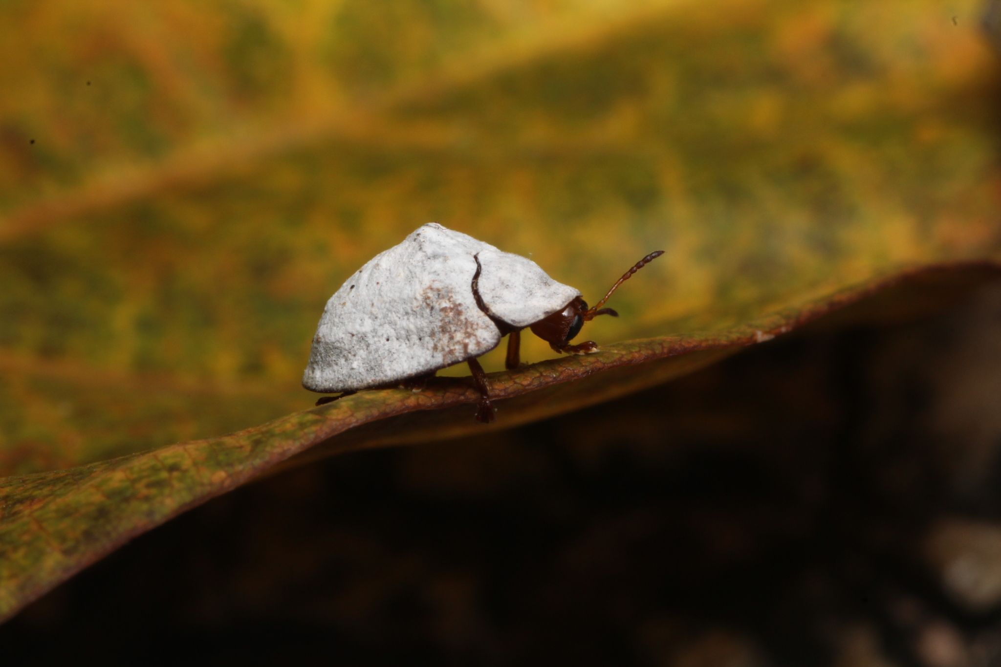 Silana farinosa