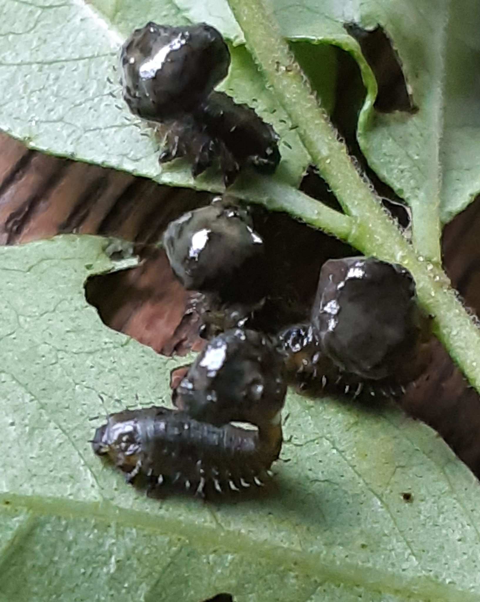 Silana farinosa
