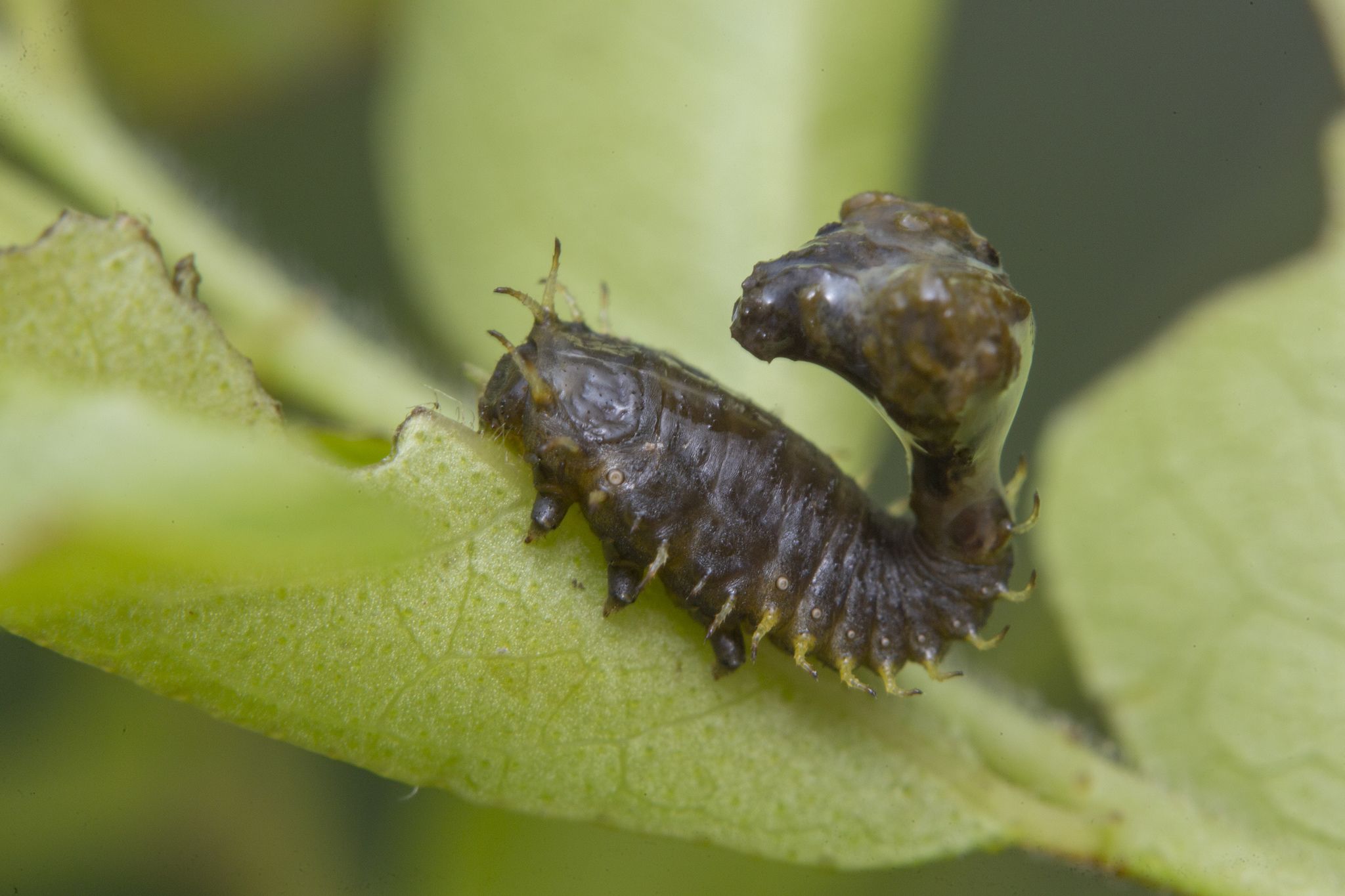 Silana farinosa