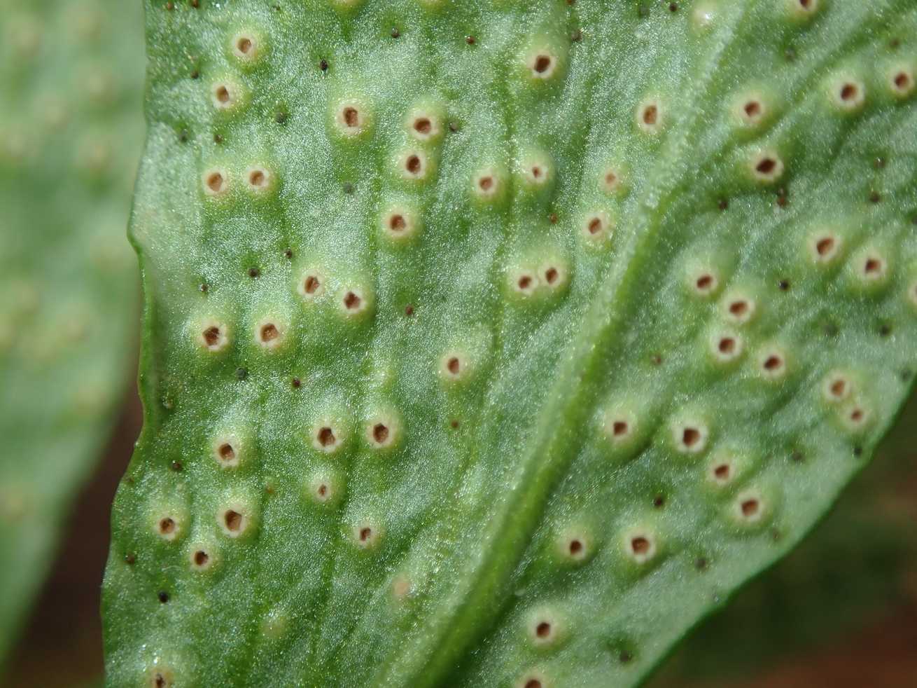 Tranzschelia pruni-spinosae