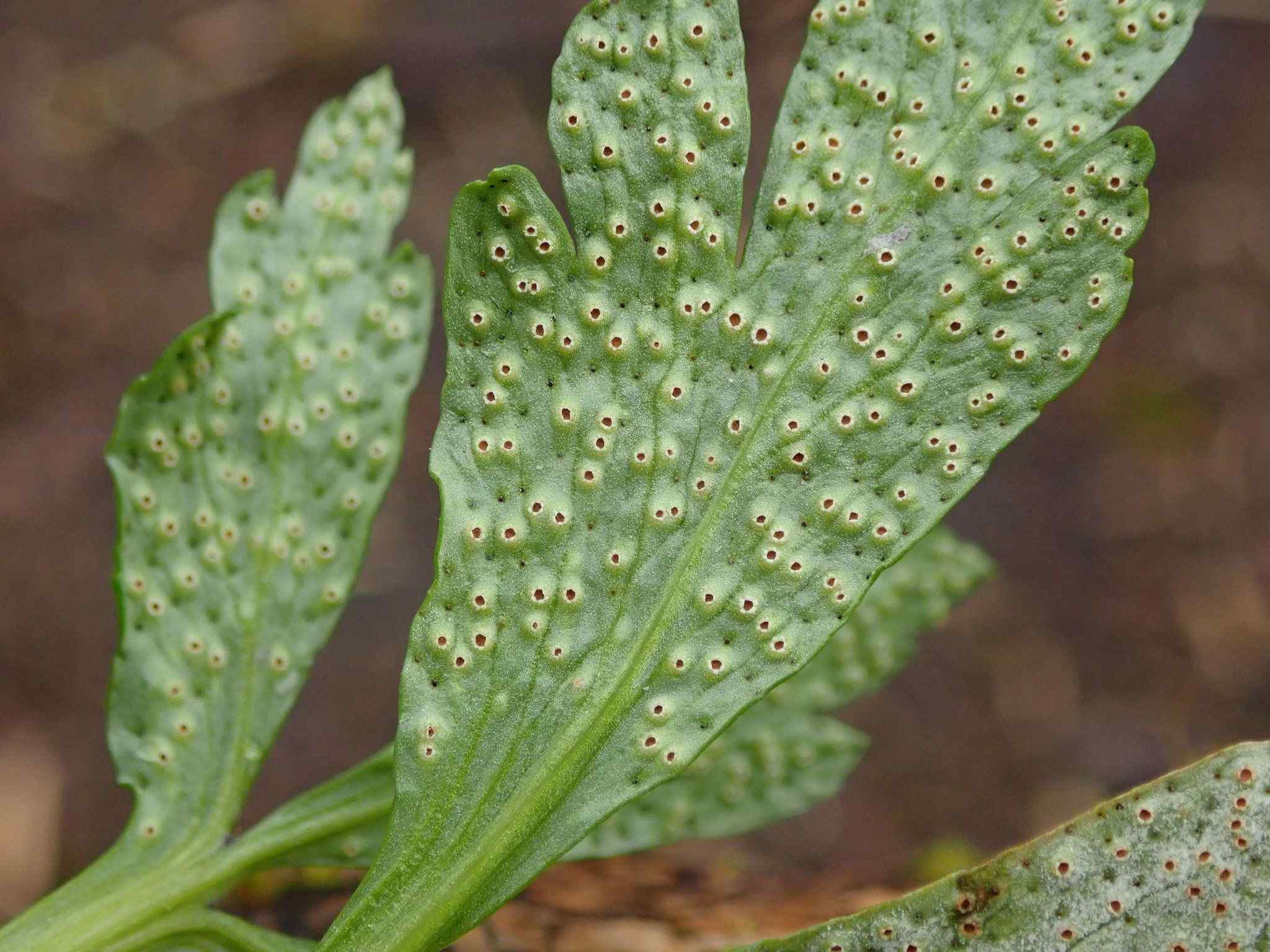 Tranzschelia pruni-spinosae