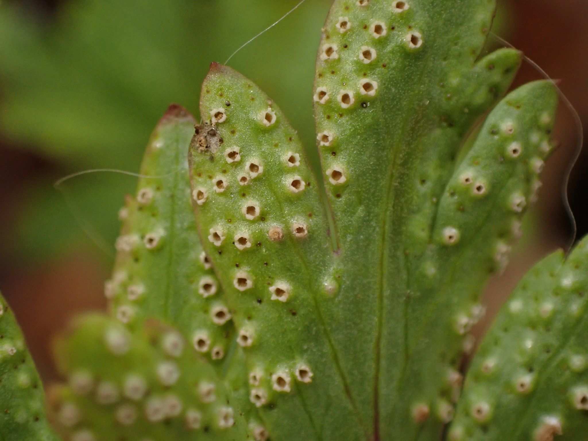 Tranzschelia pruni-spinosae
