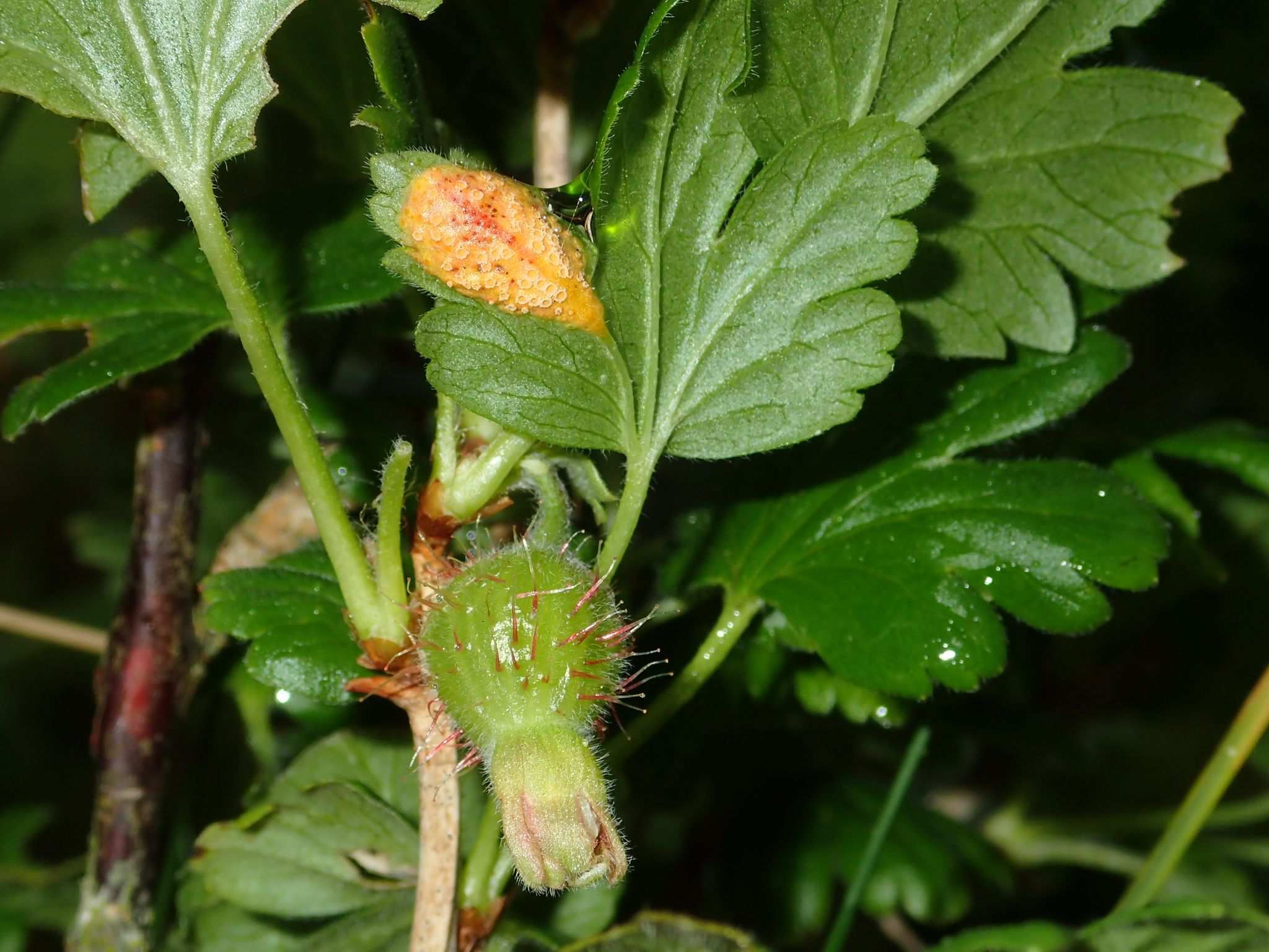 Puccinia caricina