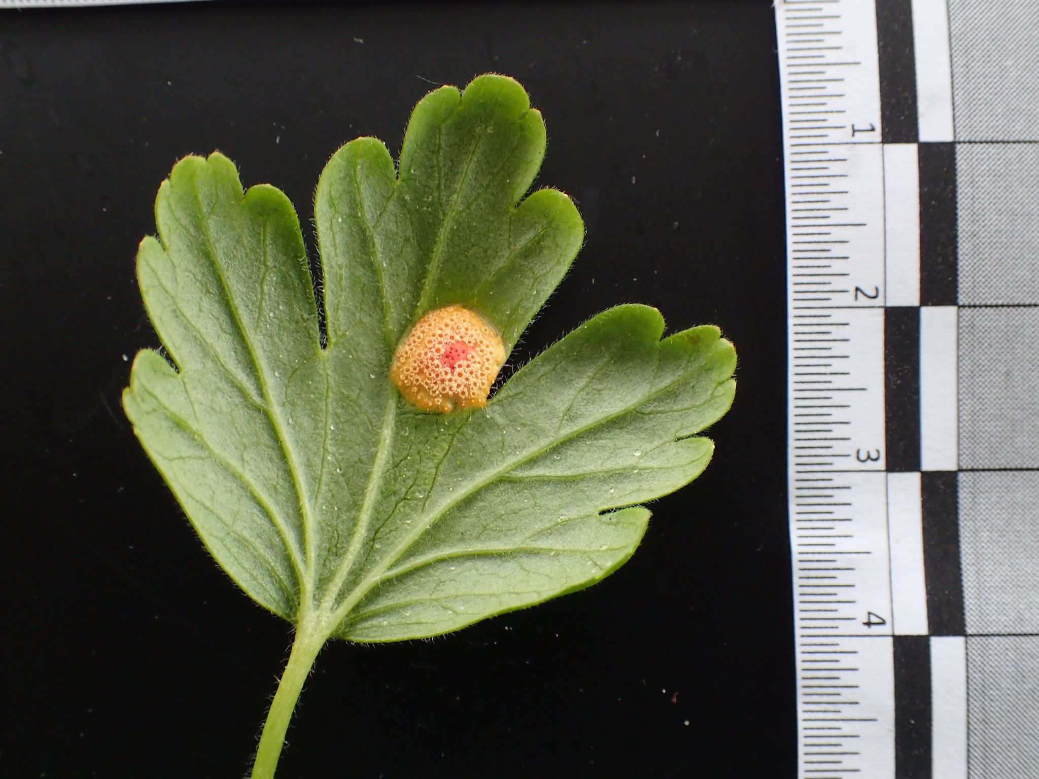 Puccinia caricina