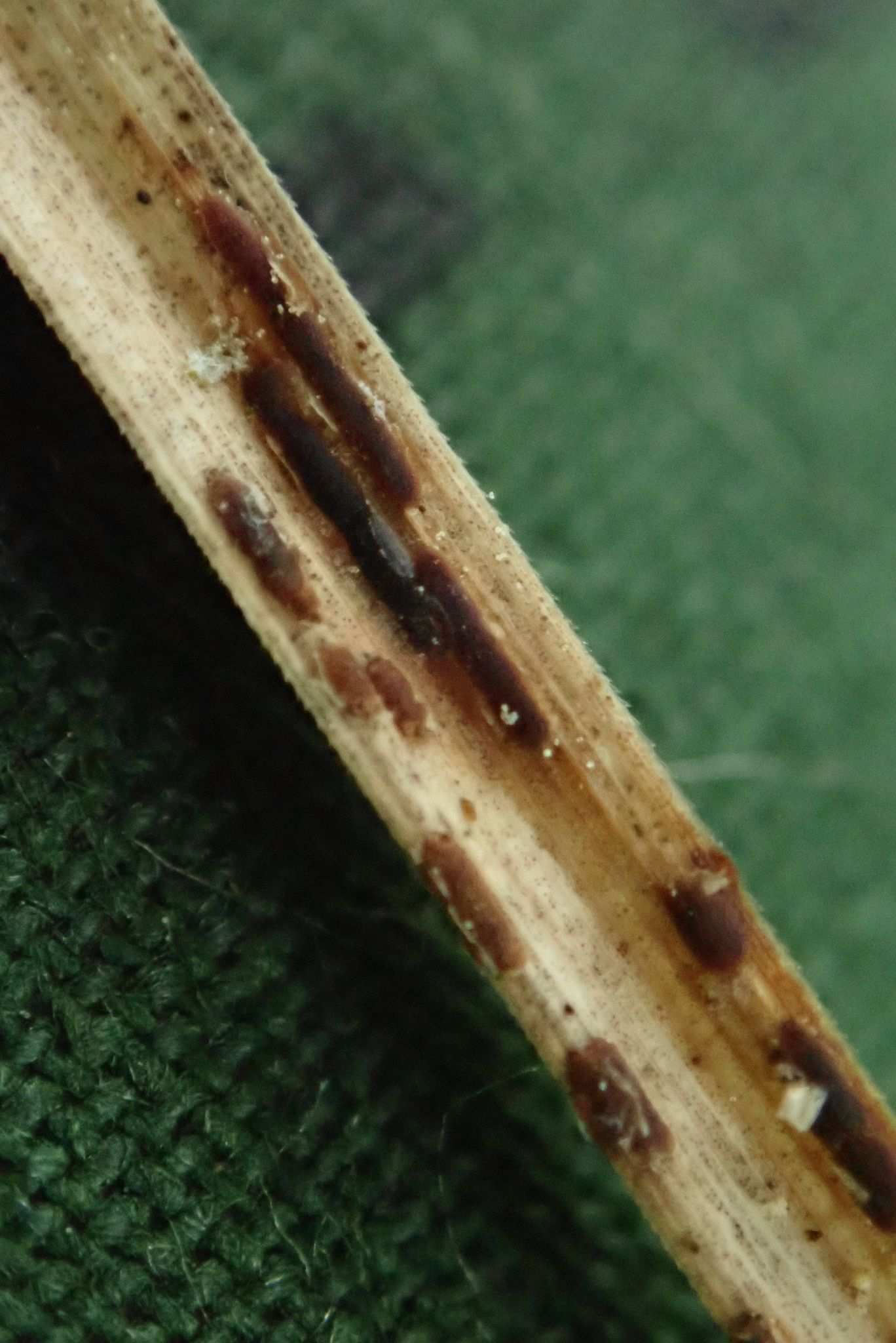 Puccinia caricina