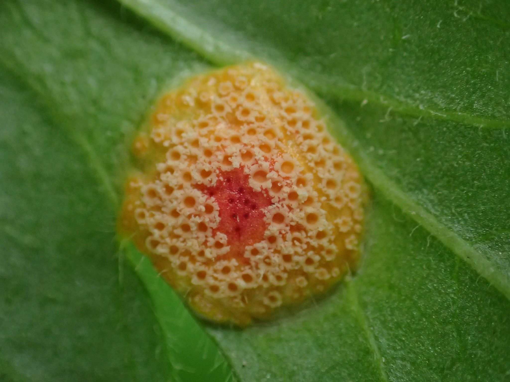 Puccinia caricina
