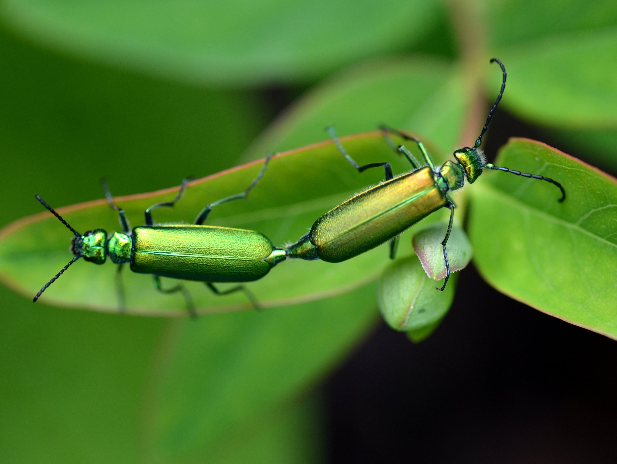 Lytta vesicatoria
