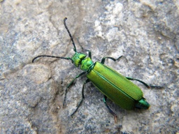 Lytta vesicatoria