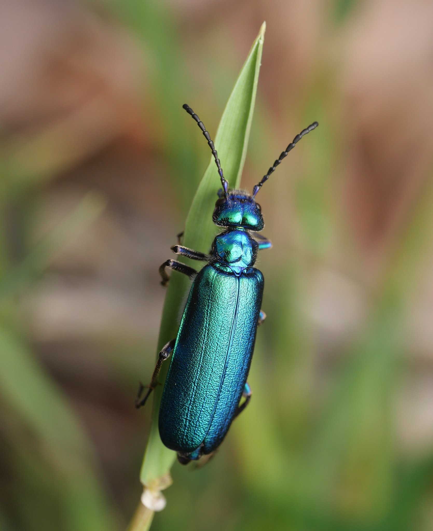 Lytta vesicatoria