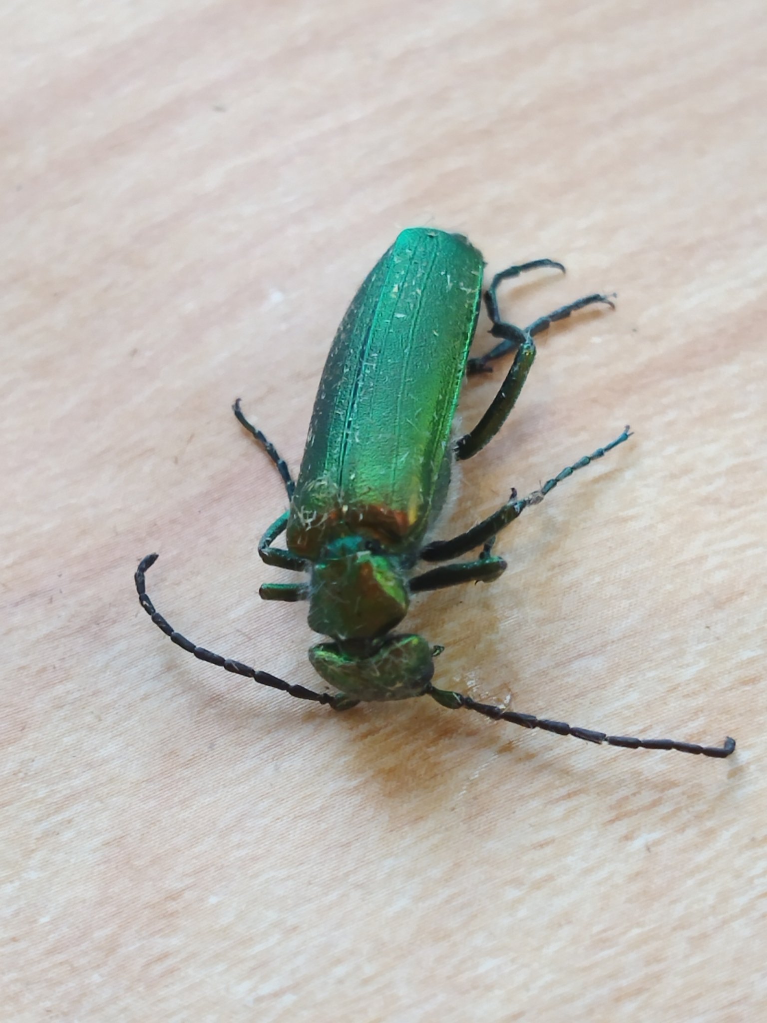 Lytta vesicatoria